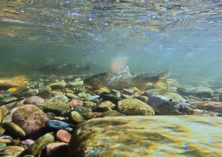 Trout Tracking Studies - Montana Trout Unlimited