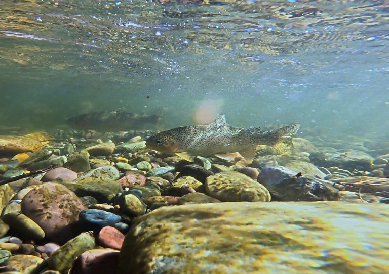 Tracking Fish Populations and Movements to Support Watershed